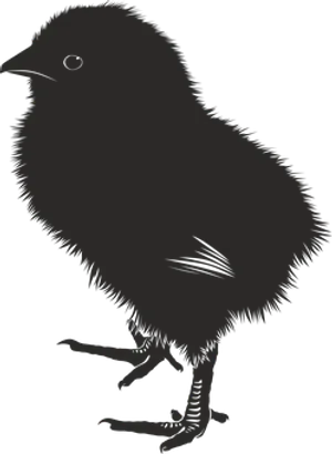 Silhouetteof Chick