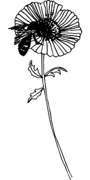 Silhouetteof Dandelion Seed Head