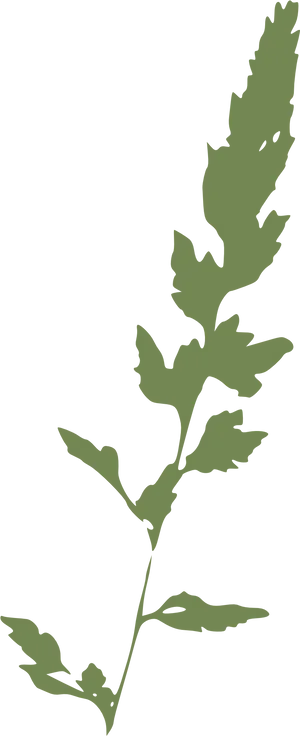 Silhouetteof Grass Blade PNG image