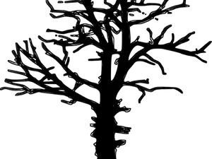 Silhouetteof Leafless Tree PNG image