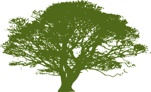 Silhouetteof Lush Tree