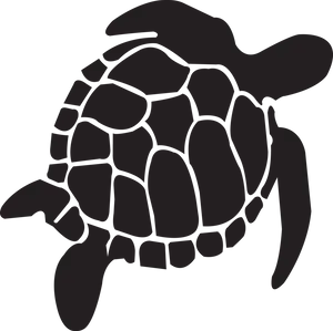 Silhouetteof Sea Turtle