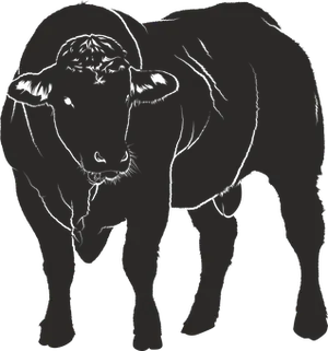 Silhouetteof Standing Bull