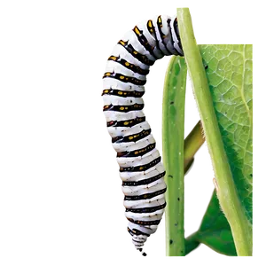Silkworm Caterpillar PNG Xvg