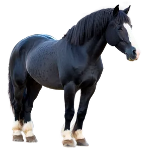 Silky Mane Black Horse Png 32 PNG image