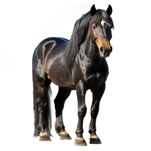 Silky Mane Black Horse Png 46 PNG image