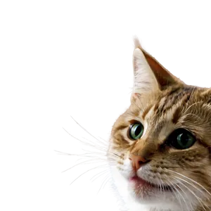 Silly Cat Meme PNG Nwa