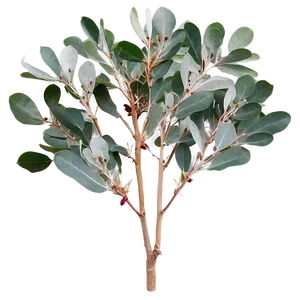 Silver Dollar Eucalyptus Png 46 PNG image