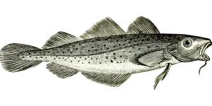 Silver Fish Illustration