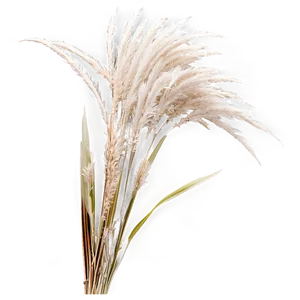 Silver Pampas Grass PNG 06122024 PNG