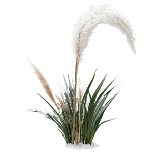 Silver Pampas Grass Png Buh PNG image