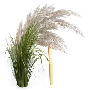 Silver Pampas Grass Png Hcn PNG image