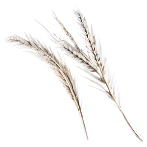 Silver Pampas Sprigs Png Thn43 PNG image