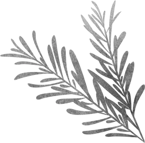 Silver Rosemary Sketch Artwork PNG image