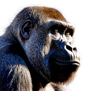 Silverback Gorilla Profile Png 4 PNG image