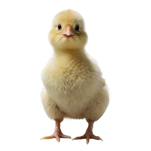 Simple Chick PNG 05242024 PNG