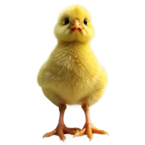 Simple Chick PNG Ule5 PNG