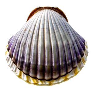 Simple Clam Shell PNG 75