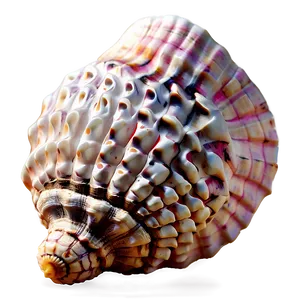 Simple Conch Shell PNG Dod