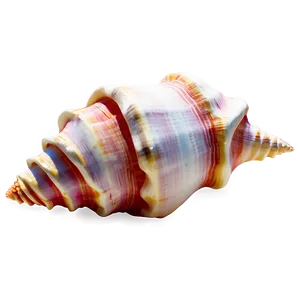 Simple Conch Shell PNG Qtr PNG
