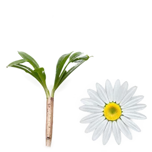 Simple Daisy Png Dmf PNG image