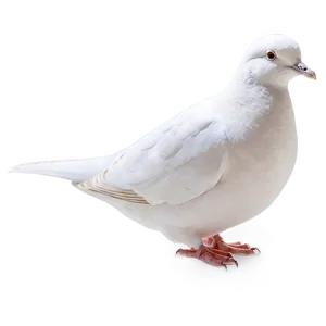 Simple Dove PNG 51
