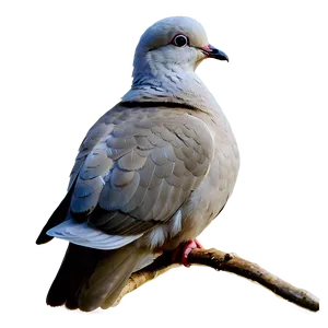 Simple Dove PNG Wxb13 PNG