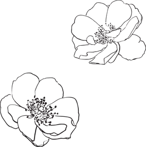 Simple Floral Sketches.png