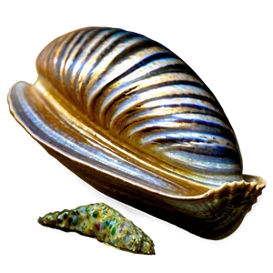 Simple Line Art Clam PNG Det