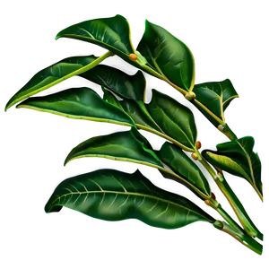 Simple Plant Leaves Png 06232024 PNG image