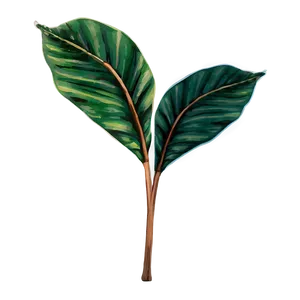 Simple Plant Leaves PNG 96 PNG