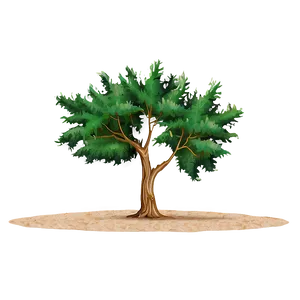 Simple Tree Elevation Design Png Tre21 PNG image