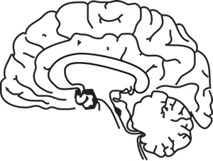 Simplified Brain Illustration PNG image