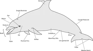 Simplified Dolphin Silhouette PNG image