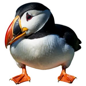 Simplified Puffin Icon PNG 06292024