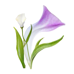 Sincere Sweet Pea Png 06202024 PNG image