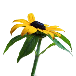 Single Black Eyed Susan Bloom Png 60 PNG image