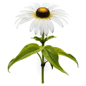 Single Black Eyed Susan Bloom Png Pwy65 PNG image