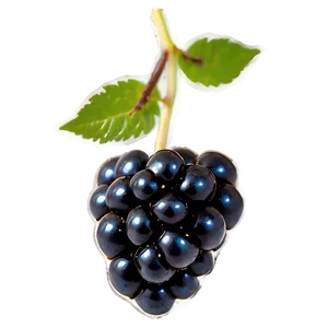 Single Blackberry PNG Lwn