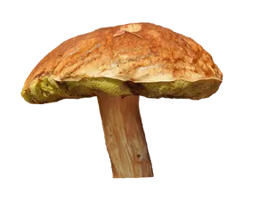 Single Brown Cap Mushroom Black Background PNG image