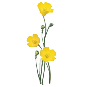 Single Buttercup PNG Xto80 PNG