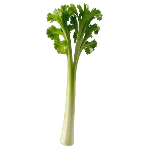 Single Celery Stalk PNG Pih67 PNG