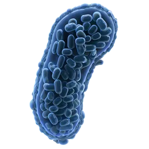 Single-celled Bacteria Png 05242024 PNG image