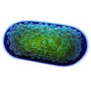 Single-celled Bacteria PNG Pco5