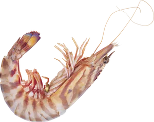Single Cooked Shrimp Transparent Background