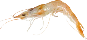 Single Cooked Shrimp Transparent Background