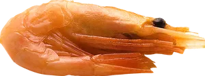 Single Cooked Shrimp Transparent Background PNG