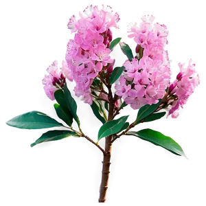 Single Crepe Myrtle Flower PNG 15