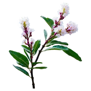 Single Crepe Myrtle Flower Png 71 PNG image