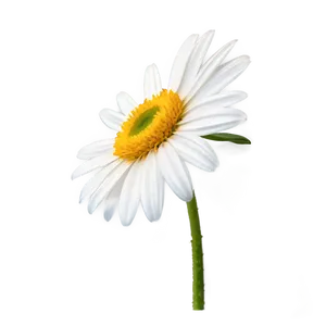 Single Daisy Drawing PNG 06202024 PNG